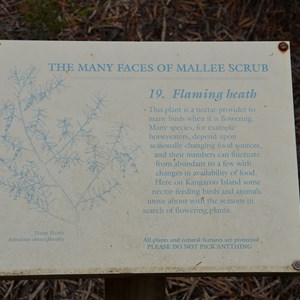 Beyeria Conservation Park Walk - Stop 19