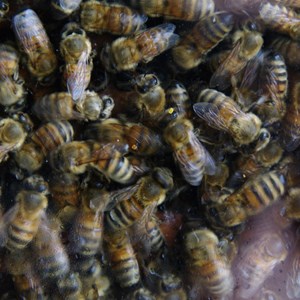 Clifford's Honey Farm