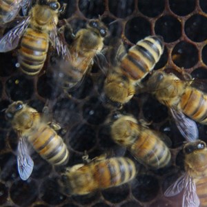Clifford's Honey Farm