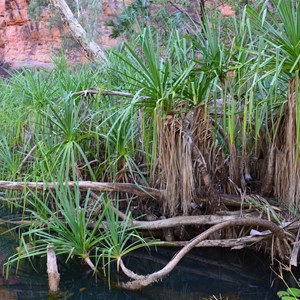 Cascades - Island Stack Walk