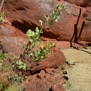 Lower Gorge Track Sign