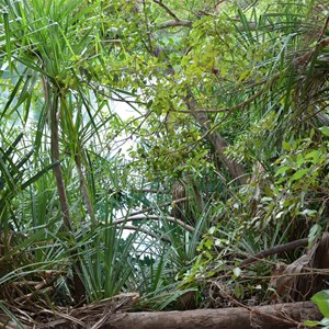 Upper Gorge Walk Track 