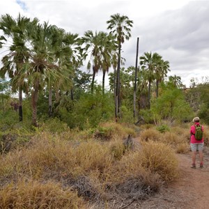 Upper Gorge Walk Track