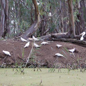 Dix's Lagoon