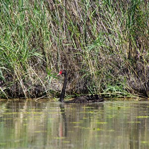 Salt Creek - Murray River