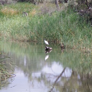 Eckert Creek