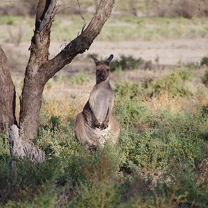 Mallee Drive Turn Off and Stop 9 - Katarapko Creek