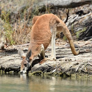 Nelbuck Creek 