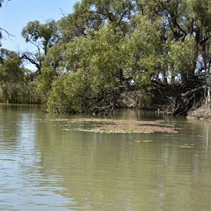 Nelbuck Creek 