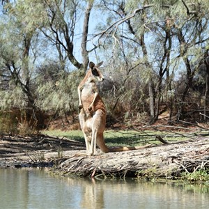 Nelbuck Creek 