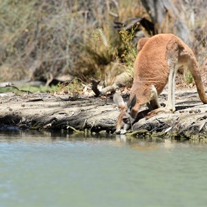 Nelbuck Creek 