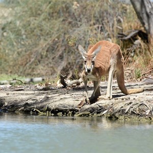 Nelbuck Creek 