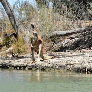 Nelbuck Creek 