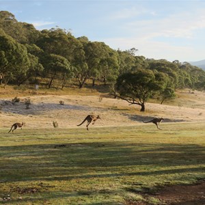 Natives in a hurry