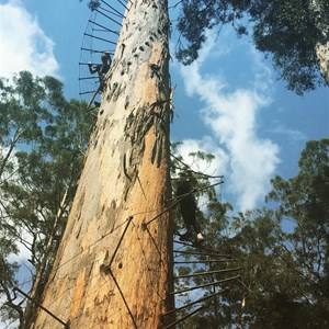 Bicentennial Tree