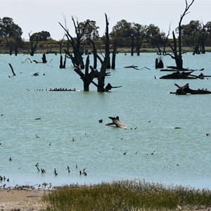 Cobdogla Swamp 