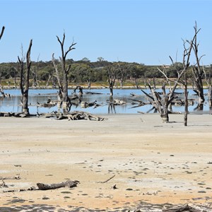 Cobdogla Swamp 