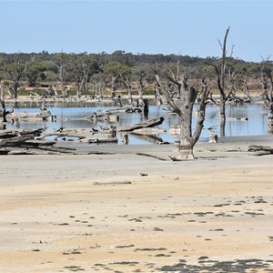 Cobdogla Swamp 