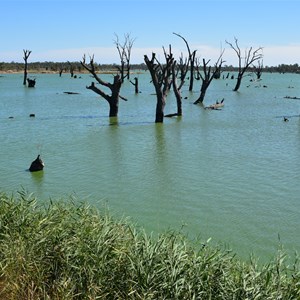 Cobdogla Swamp 