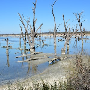 Cobdogla Swamp 