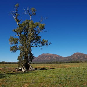 Cazneaux Tree