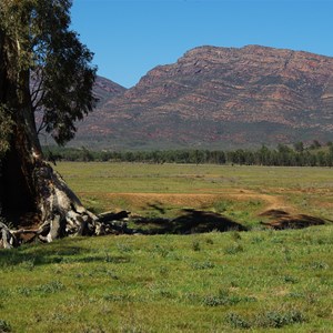 Cazneaux Tree