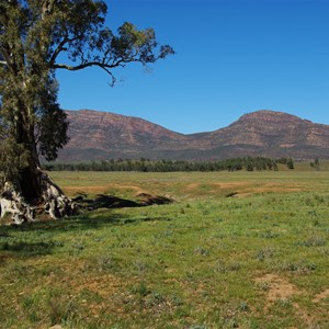 Cazneaux Tree 