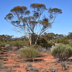 The Don & Chris Lill Bird Hide