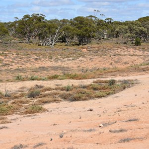 Canegrass Dam 