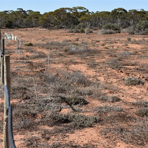 Cooltong Conservation Park Revegetation Area