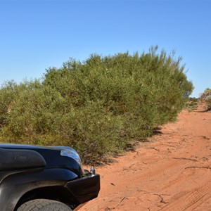 Cooltong Conservation Park Boundary Track Junction