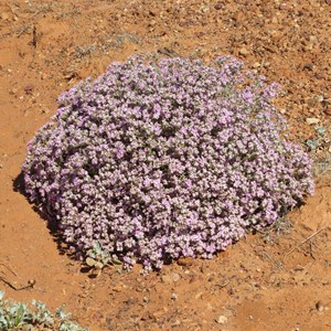 A lonely clump of  flowers