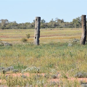 Charlotte Waters Ruins