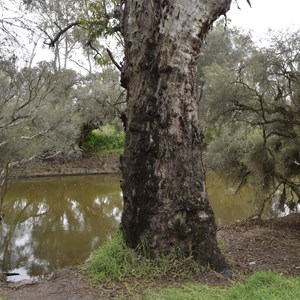 Boundary Tree