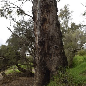 Boundary Tree