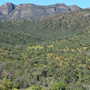 Cooee Crest Lookout