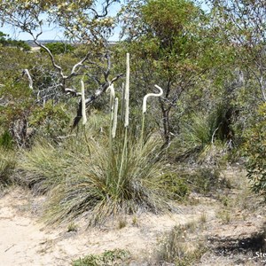 Meningie Lookout