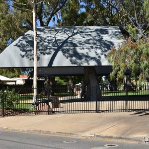 Old Gum Tree