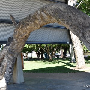 Old Gum Tree