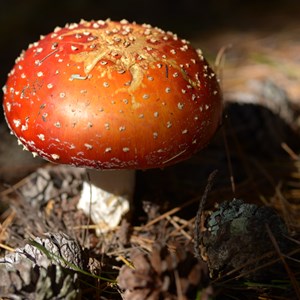Fungi with pine cones