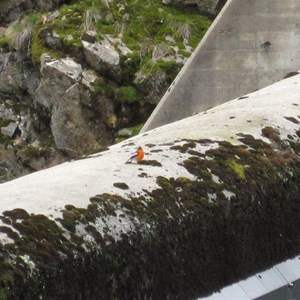 Flame Robin on spillway crest