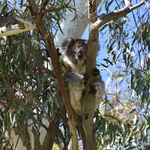 Deep Creek - Murray River