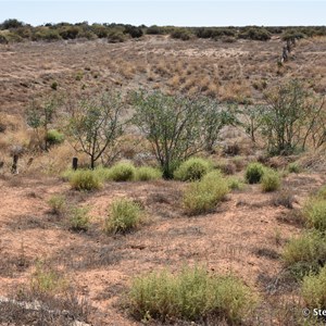 Paradise Tank - Mungo NP