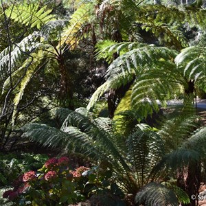 Mt Lofty Botanic Gardens