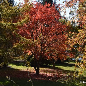 Mt Lofty Botanic Gardens