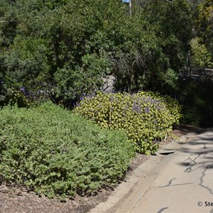 Mt Lofty Botanic Gardens