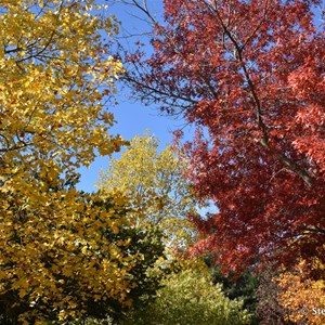 Mt Lofty Botanic Gardens