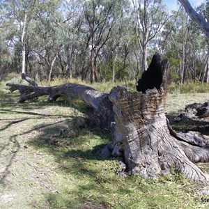 Border Cliffs Customs House Wetland Walk - Stop 2