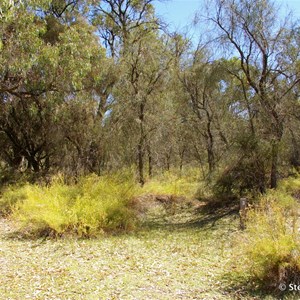 Border Cliffs Customs House Wetland Walk - Stop 3