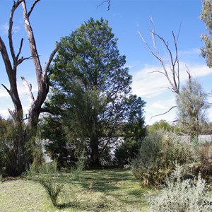 Border Cliffs Customs House Wetland Walk - Stop 4